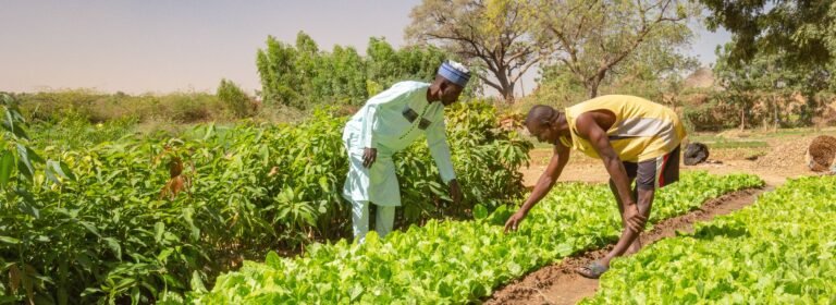 L’Union renforce la commercialisation collective pour améliorer les revenus des producteurs